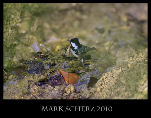 Coal tit (Parus ater) drinks from forest spring