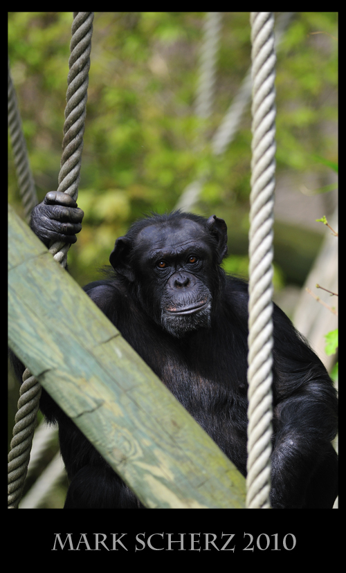 Baleful eyes of the Chimpanzee