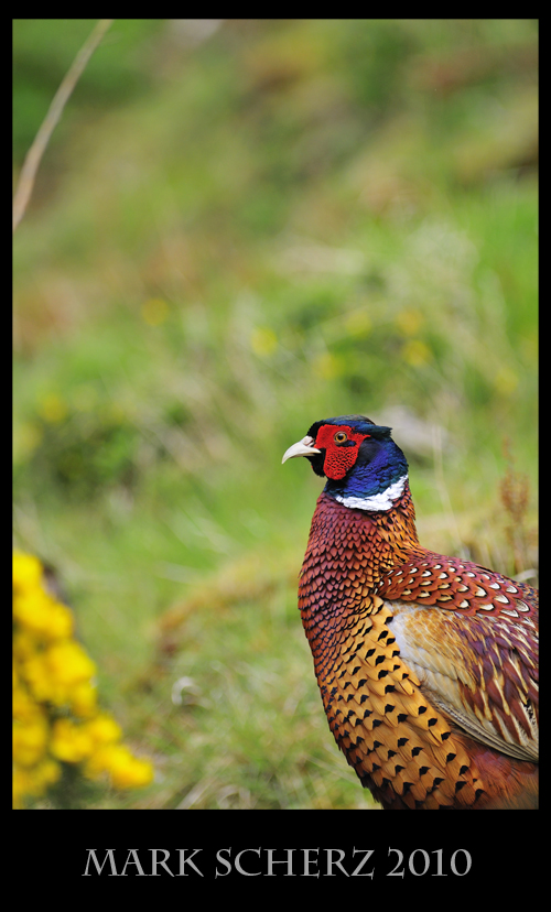 Britain's Finest - Male Pheasant in Holyrood Park