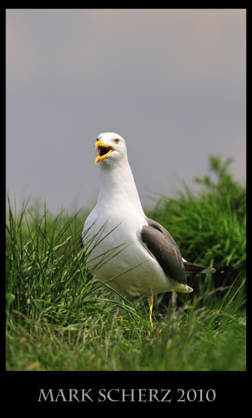 Calling Gull on Inchcolm Island