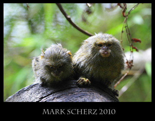 Cheeky Monkies - Pygmy Marmosets