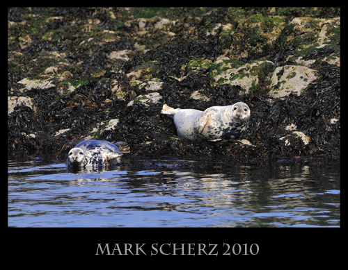 Common Seals in the Firth of Forth