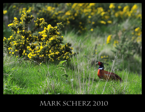Crouched Pheasant in Holyrood Park 1