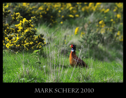 Crouched Pheasant in Holyrood Park 2