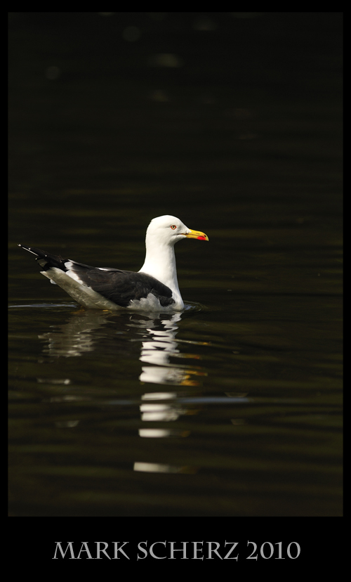 Dynamic range fail on a Lesser Black Backed Gull in Holyrood Park