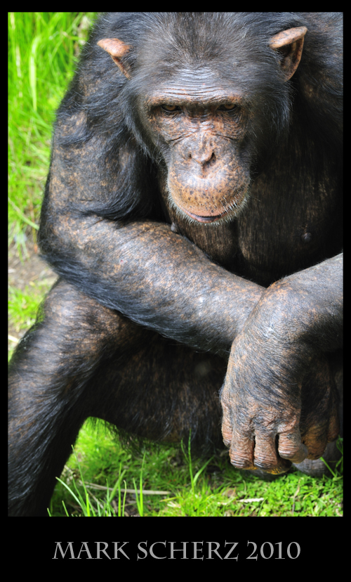 Emotional expression of Chimps