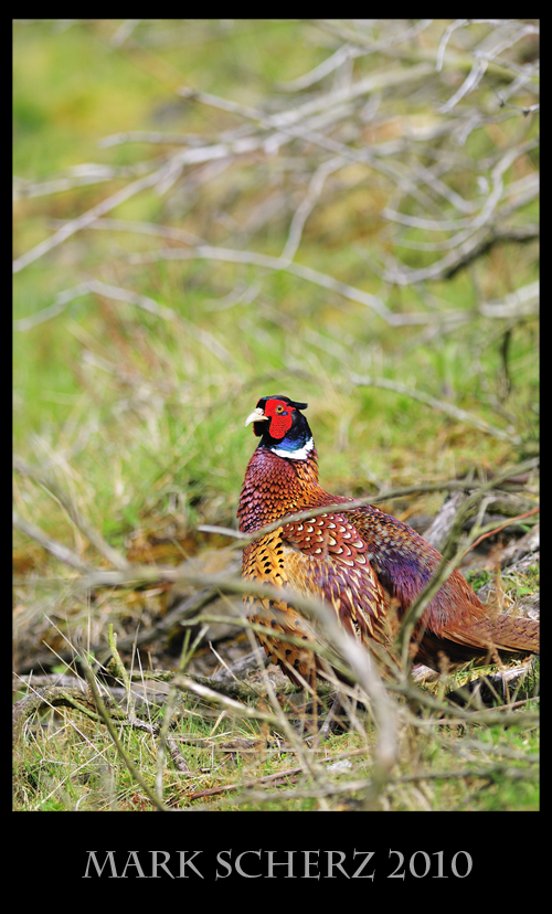 Gorgeous Male Pheasant in Holyrood Park