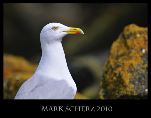 Lesser Black Backed gull on Inchcolm Island 2