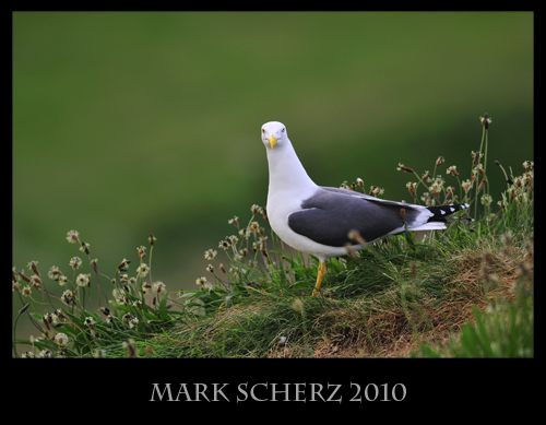 Lesser Black Backed gull on Inchcolm Island 3