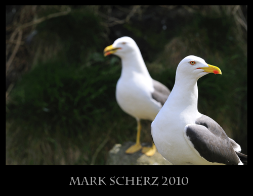 Lesser Black Backed gulls on Inchcolm Island