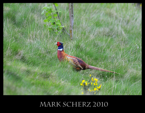 Male Pheasant in Holyrood Park