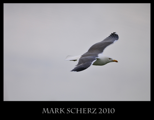 Manual Override on a flying Gull