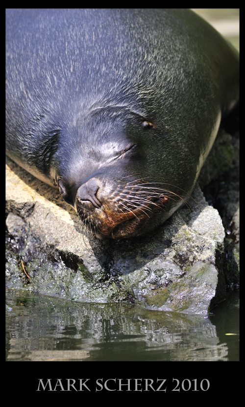 Patagonian Sea Lion taking a nap