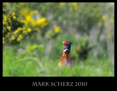 Peeking Pheasant in Holyrood Park