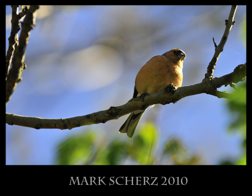Perched Chaffinch 1
