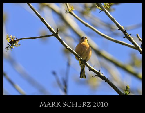 Perched Chaffinch 2