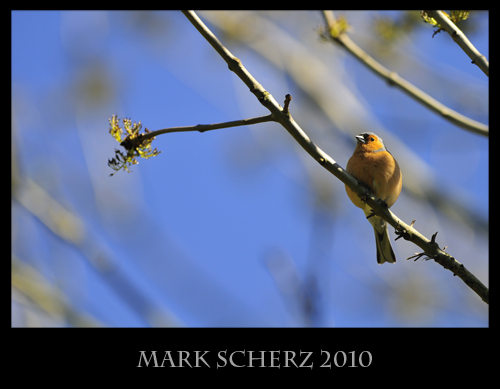 Perched Chaffinch 3