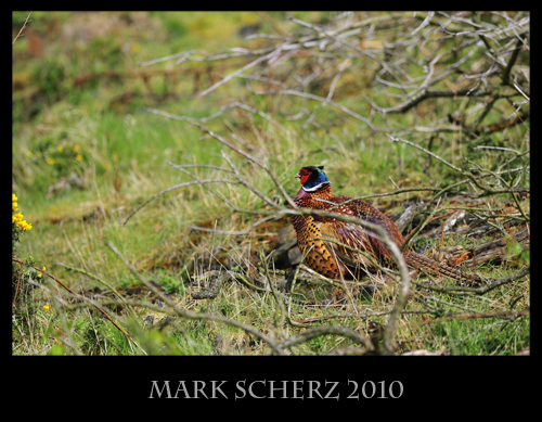 Perfect lighting and intrusive foreground on a Pheasant