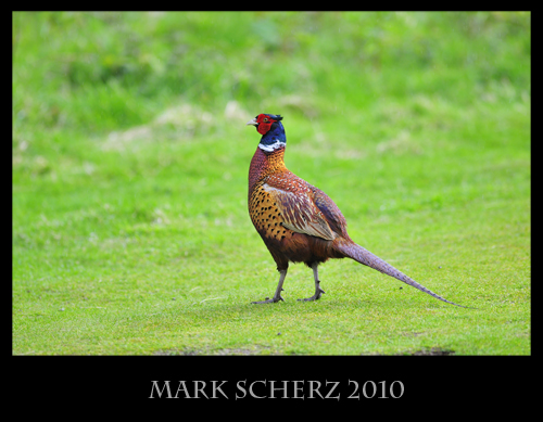 Pheasant on the Lawn, Holyrood Park