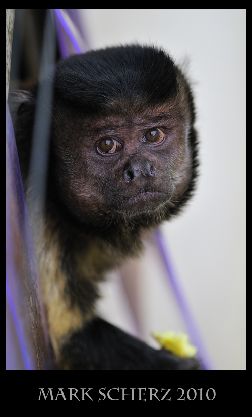 Pleading Capuchin Monkey