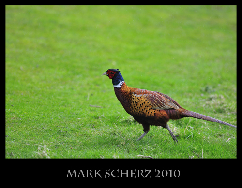 Running Pheasant in Holyrood Park