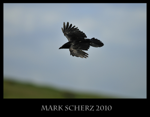 Soaring Crow in Holyrood Park