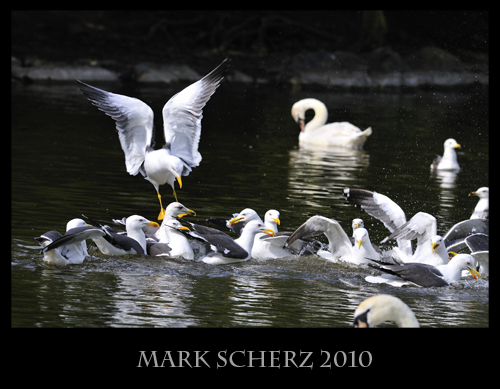 Squabbling Gulls in Holyrood Park