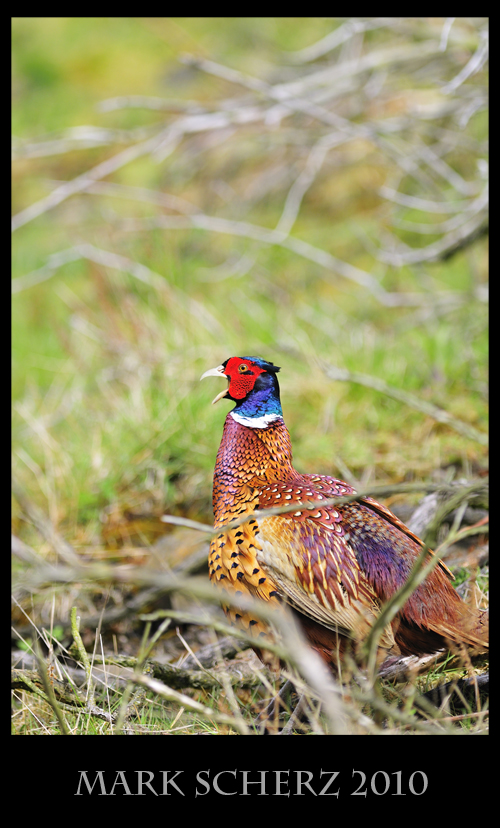 Squeaking Pheasant in Holyrood Park