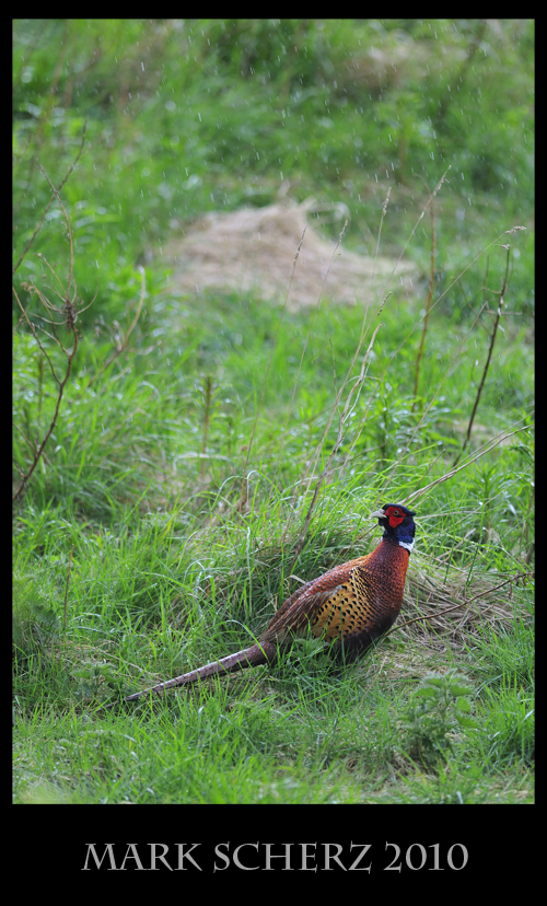 The rule of thirds with a Pheasant in Holyrood Park