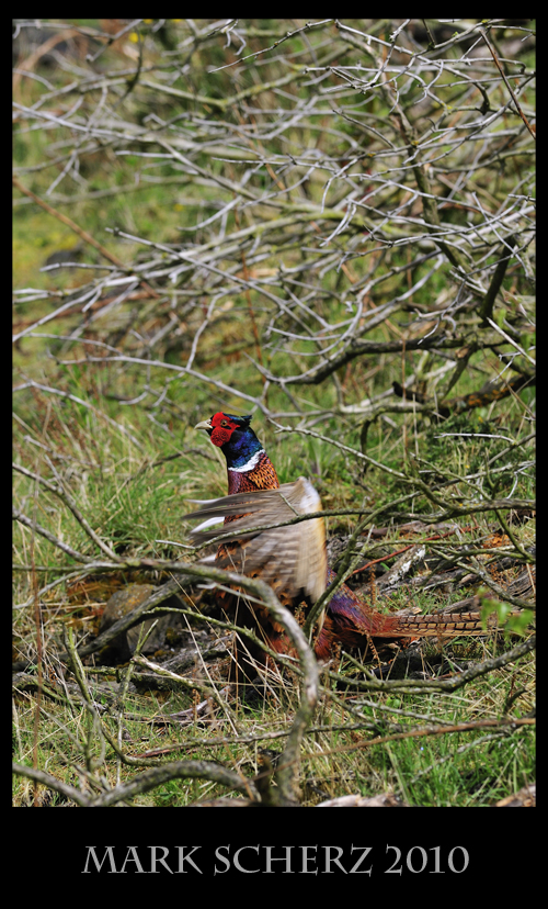 Wing Flapping Male Pheasant in Holyrood Park