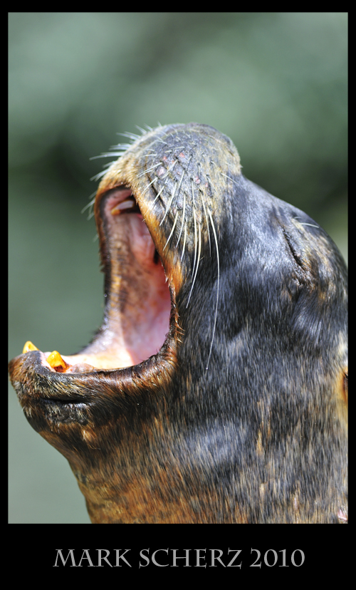 Yawning Patagonian Sea Lion