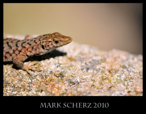 Bedriaga's Rock Lizard, Archaeolacerta bedriagae, Corsica 1