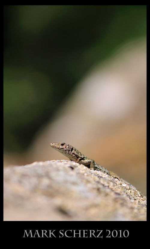 Bedriaga's Rock Lizard, Archaeolacerta bedriagae, Corsica 3