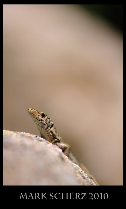 Bedriaga's Rock Lizard, Archaeolacerta bedriagae, Corsica 4