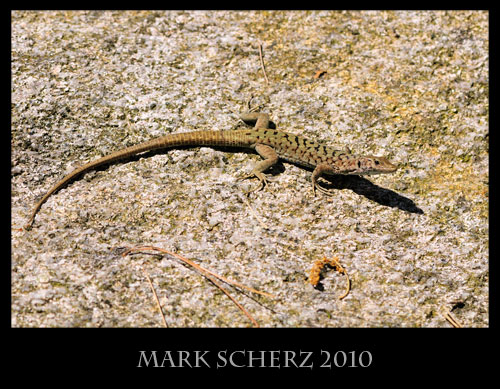 Bedriaga's Rock Lizard, Archaeolacerta bedriagae, Corsica 5