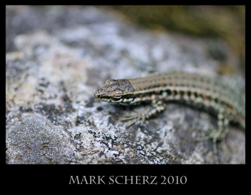Tyrrhenian Wall lizard, Podarcis tiliguerta, Corsica 2