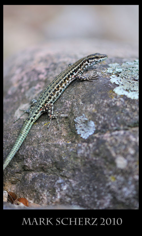 Tyrrhenian Wall lizard, Podarcis tiliguerta, Corsica 3