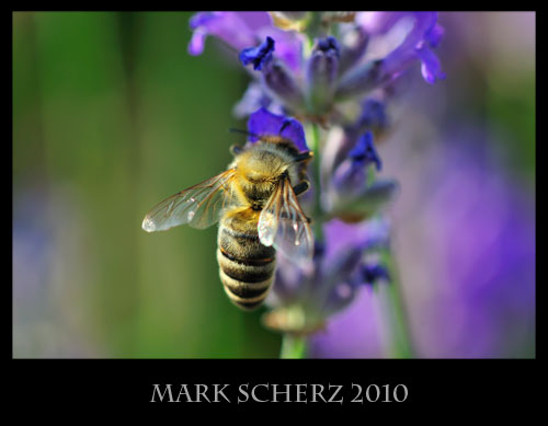 Breaking the rules - honey bee, Apis melifera, visiting a lavender flower