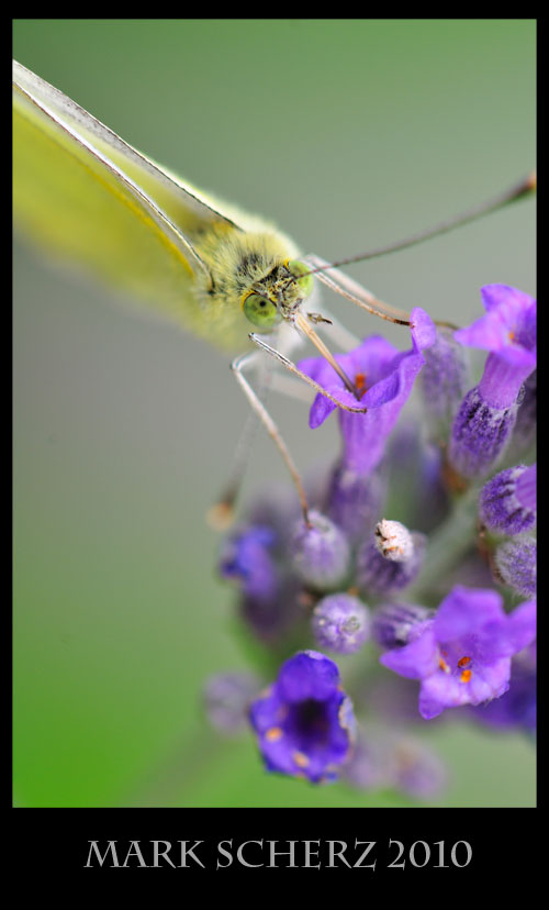 Cabbage white sipping nectar 2