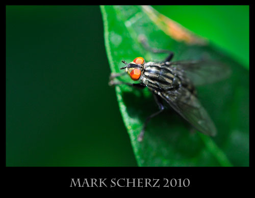 Flesh fly on rhododendron