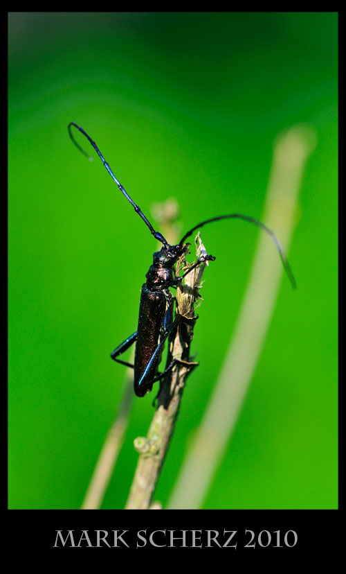 Grand Capricorne Long Horn Beetle