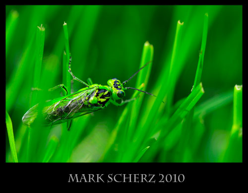 Green sawfly, Rhogogaster viridus, in grass 2