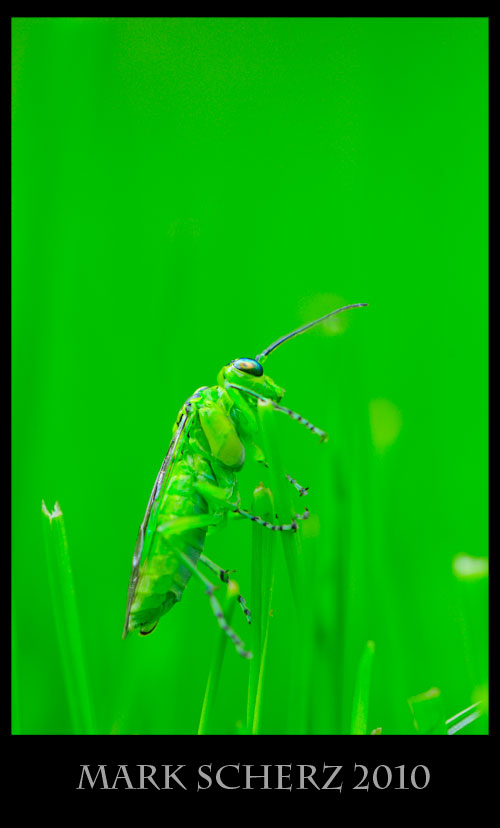 Green sawfly, Rhogogaster viridus, in grass 3