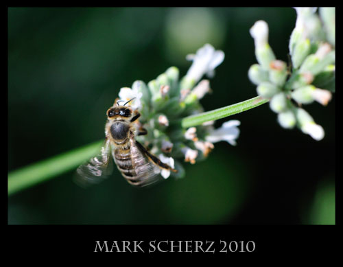 Honey bee on white lavender 2