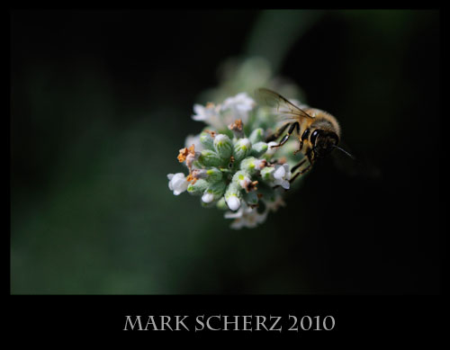 Honey bee on white lavender