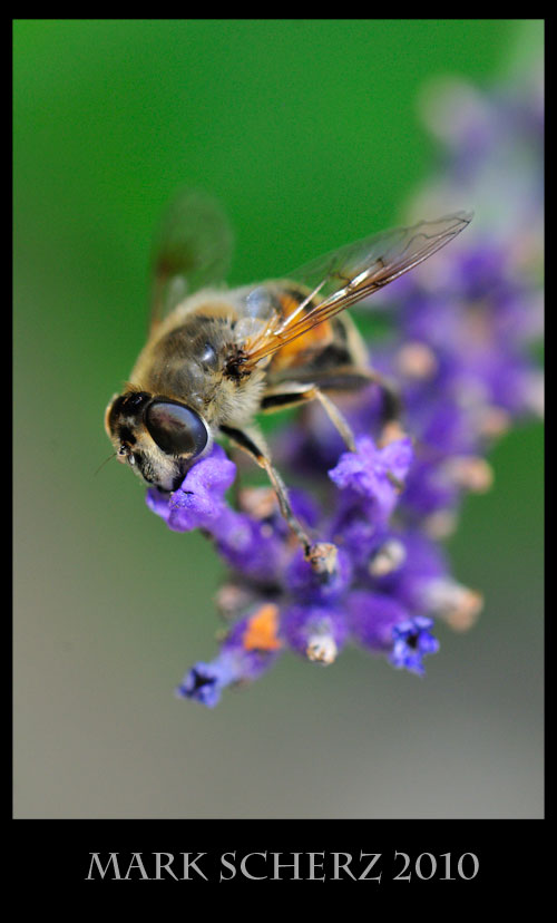 Hoverfly on lavender 1