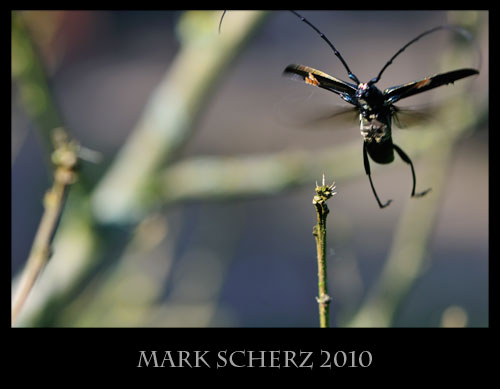 Long horn beetle in flight