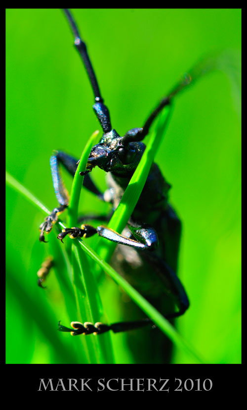 Long horned beetle portrait