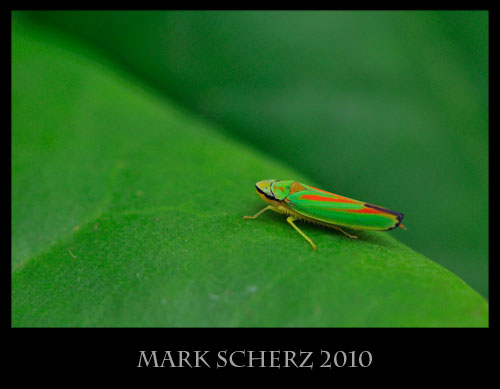 Rhododendron leafhopper, Graphocephala fennahi, in the perfect setting