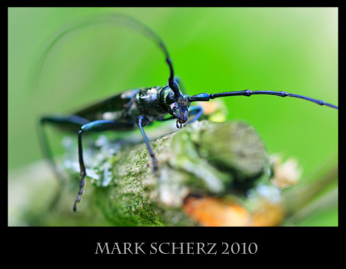 True macro long horn beetle